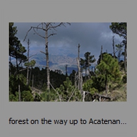 forest on the way up to Acatenango